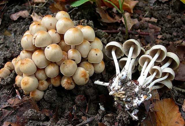 2005 :  Un anno di funghi
